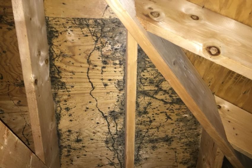 Mold present on an attic ceiling, showcasing the urgency for attic mold removal services in Los Angeles, CA.