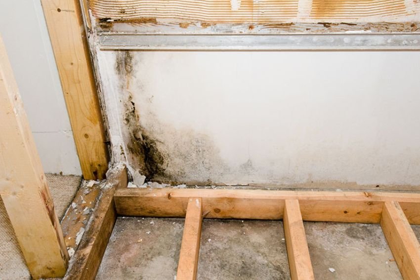 A basement room displaying mold on the walls and wood framing, illustrating the necessity for mold removal services in Los Angeles.