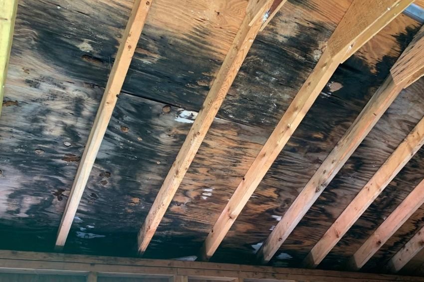 Roof displaying black mold and water damage, illustrating the necessity for crawl space mold removal in Los Angeles, CA.