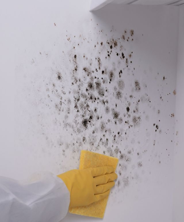 A person with a white glove cleans mold off a wall, highlighting a mold removal service operating in Los Angeles, CA.