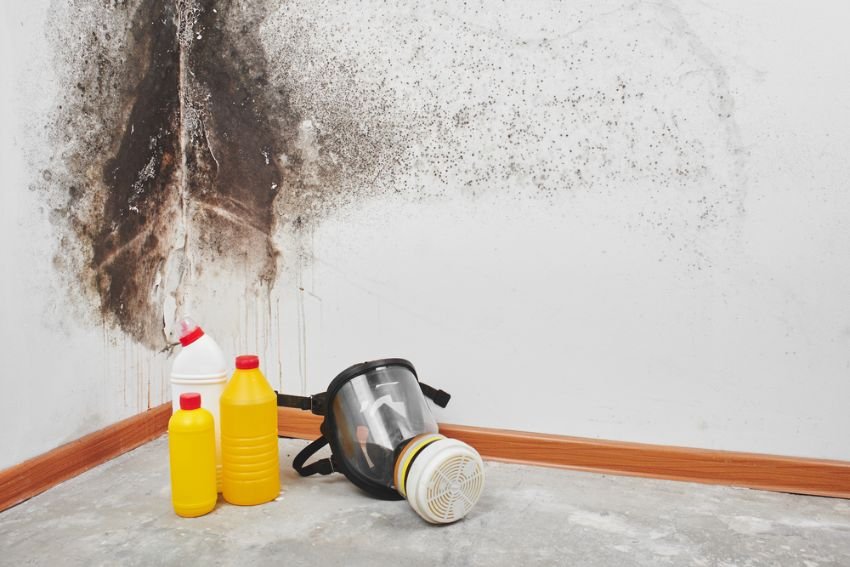 A technician performing black mold removal in a Los Angeles home, highlighting the importance of mold remediation services.