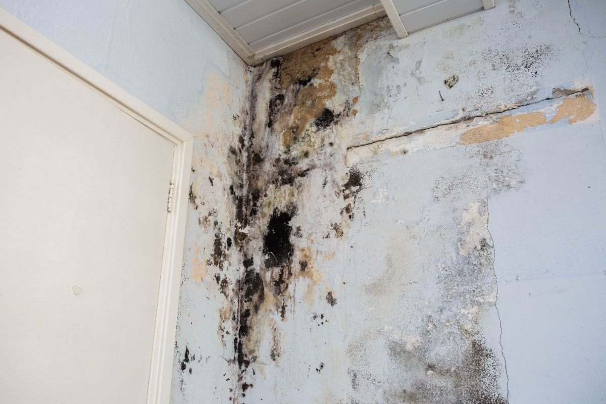 Mold growth on the wall of a room, featuring a door in the background, indicating potential dampness or neglect