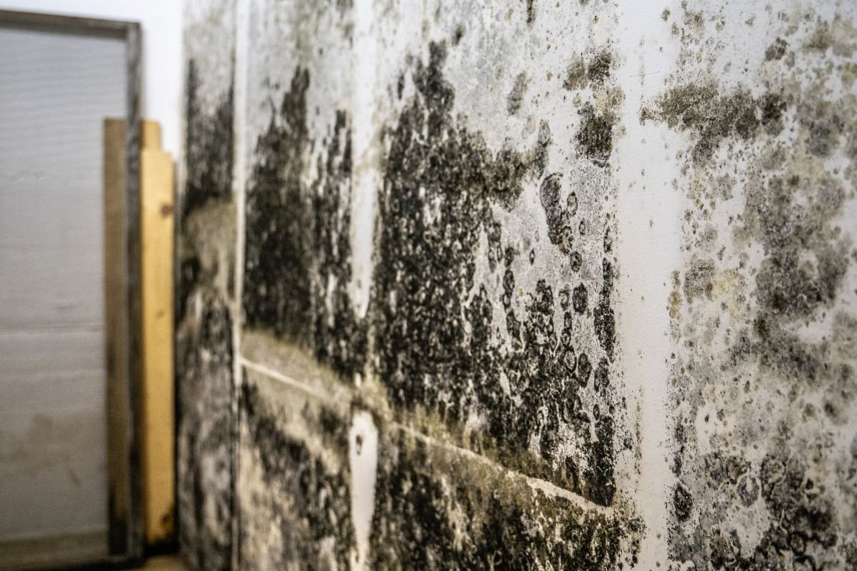  A close-up of a moldy wall in a room featuring two doors, highlighting the deterioration and neglect of the space.