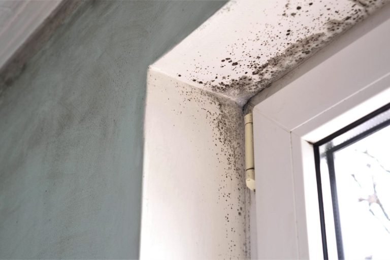 How Do I Get Rid of Mold Spores in the Air?