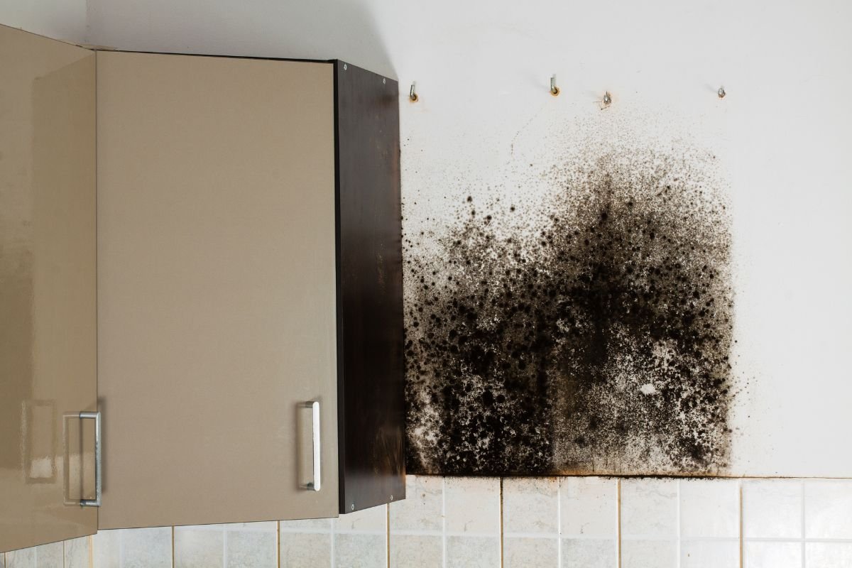 A kitchen displaying mold growth on the walls and cabinets, indicating poor maintenance and potential health hazards.