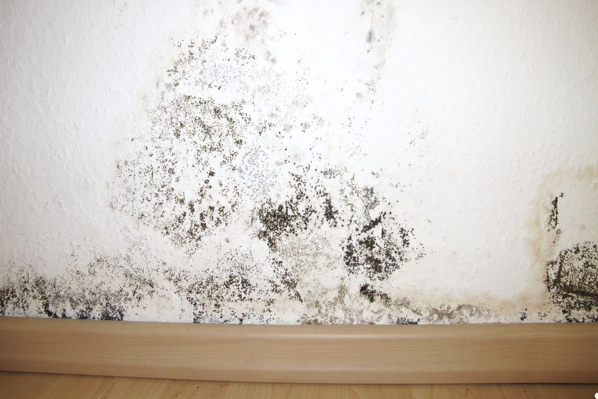 A close-up of a wall showing significant black mold growth at the bottom, just above a wooden baseboard.